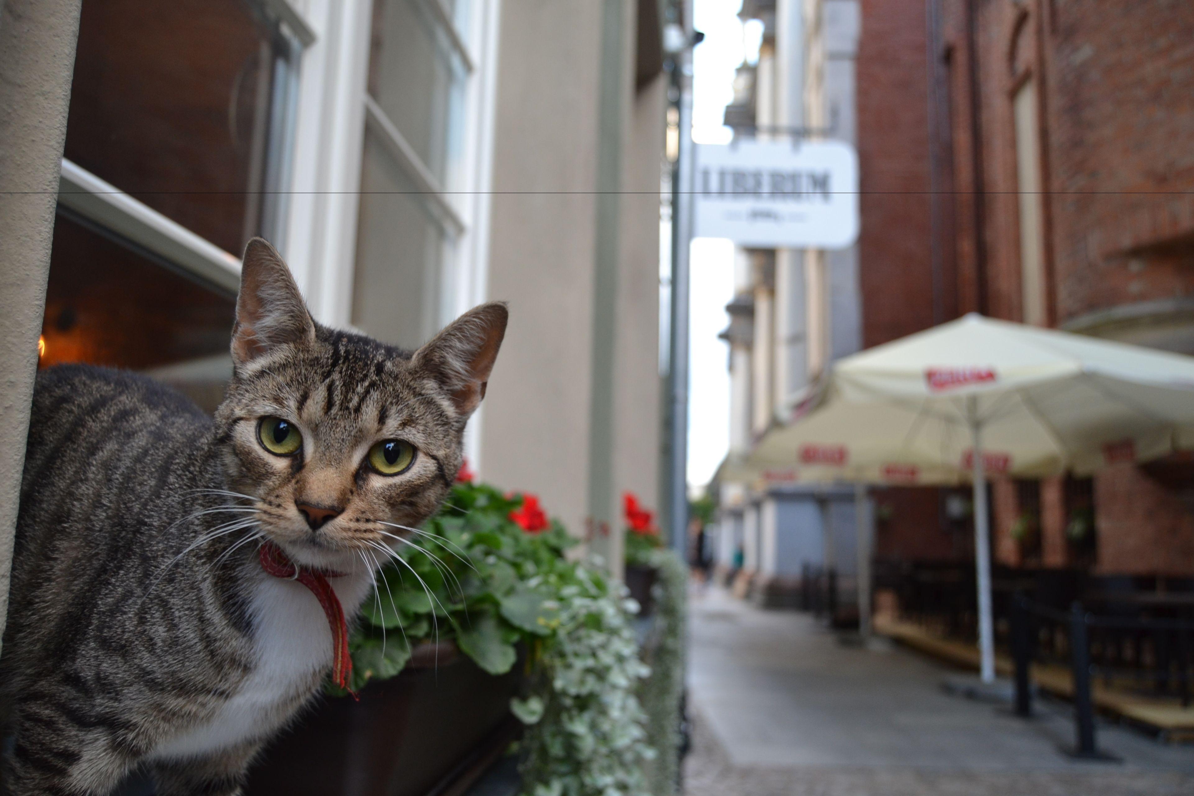 Liberum Residence Old Town — Photos 3